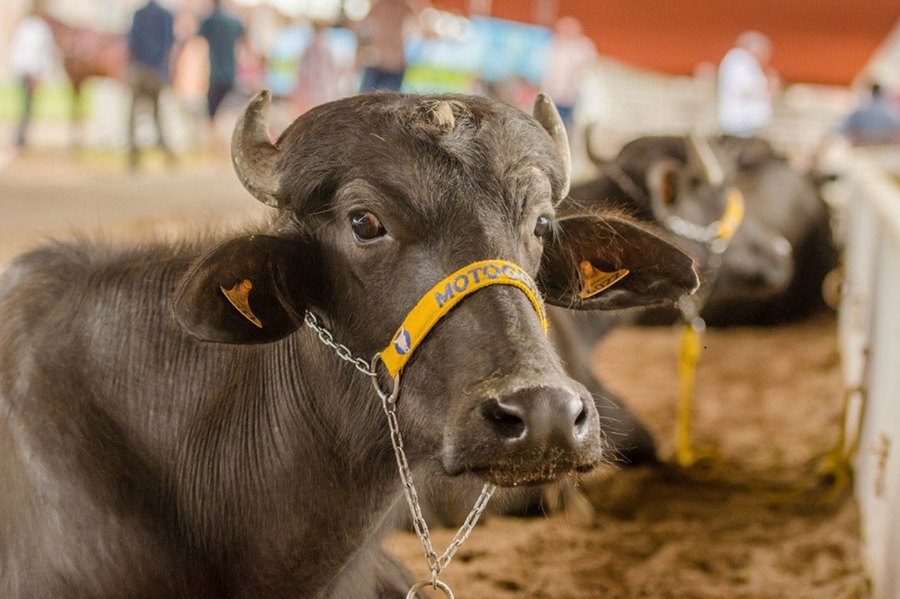 Para cada espécie de animal, há critérios específicos para participação na Expofeira