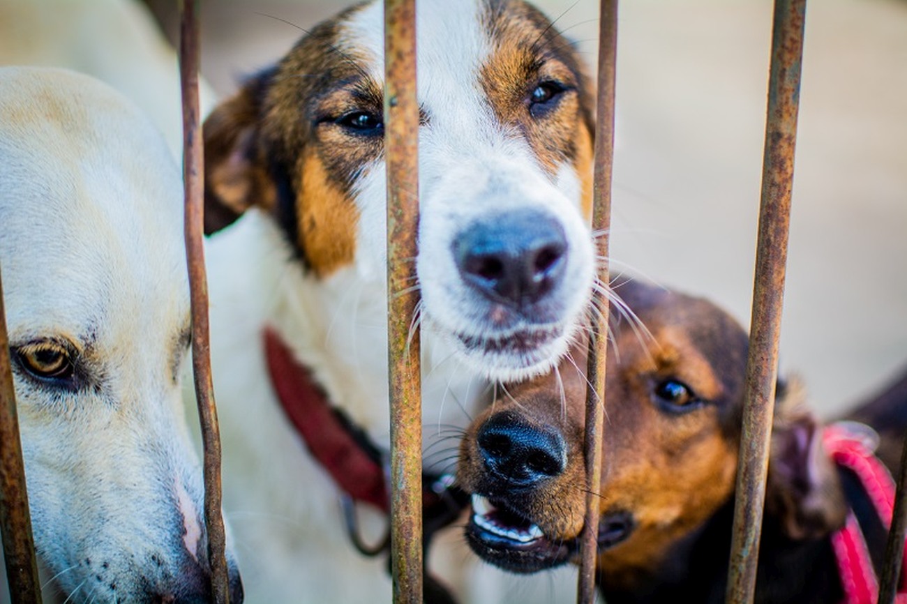 Abandonar ou maltratar animais é crime previsto em Lei Federal