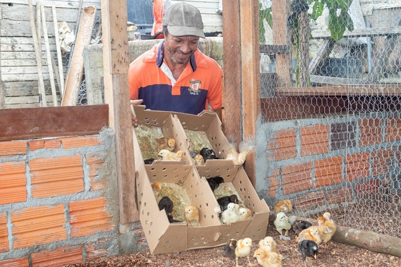 Criadores recebem incentivos para avicultura