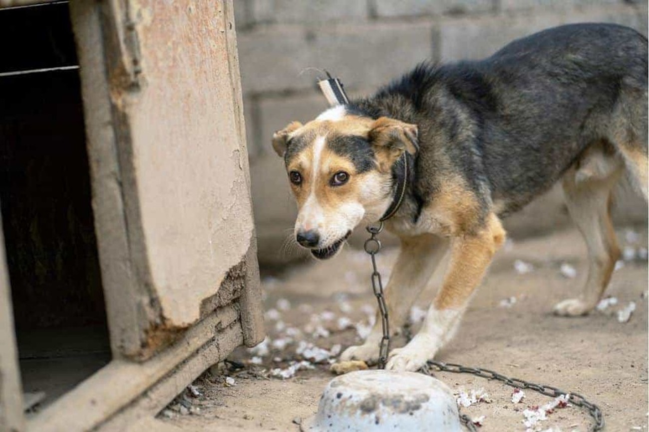 Nos primeiros meses de 2024, foram registradas mais de 100 ocorrências de maus-tratos contra animais