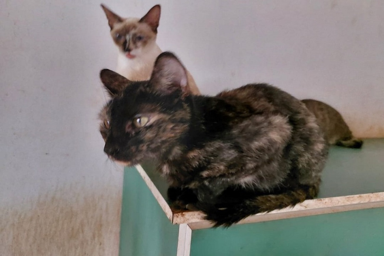 Trabalho assistencial alcança gatos e cachorros em situação de risco