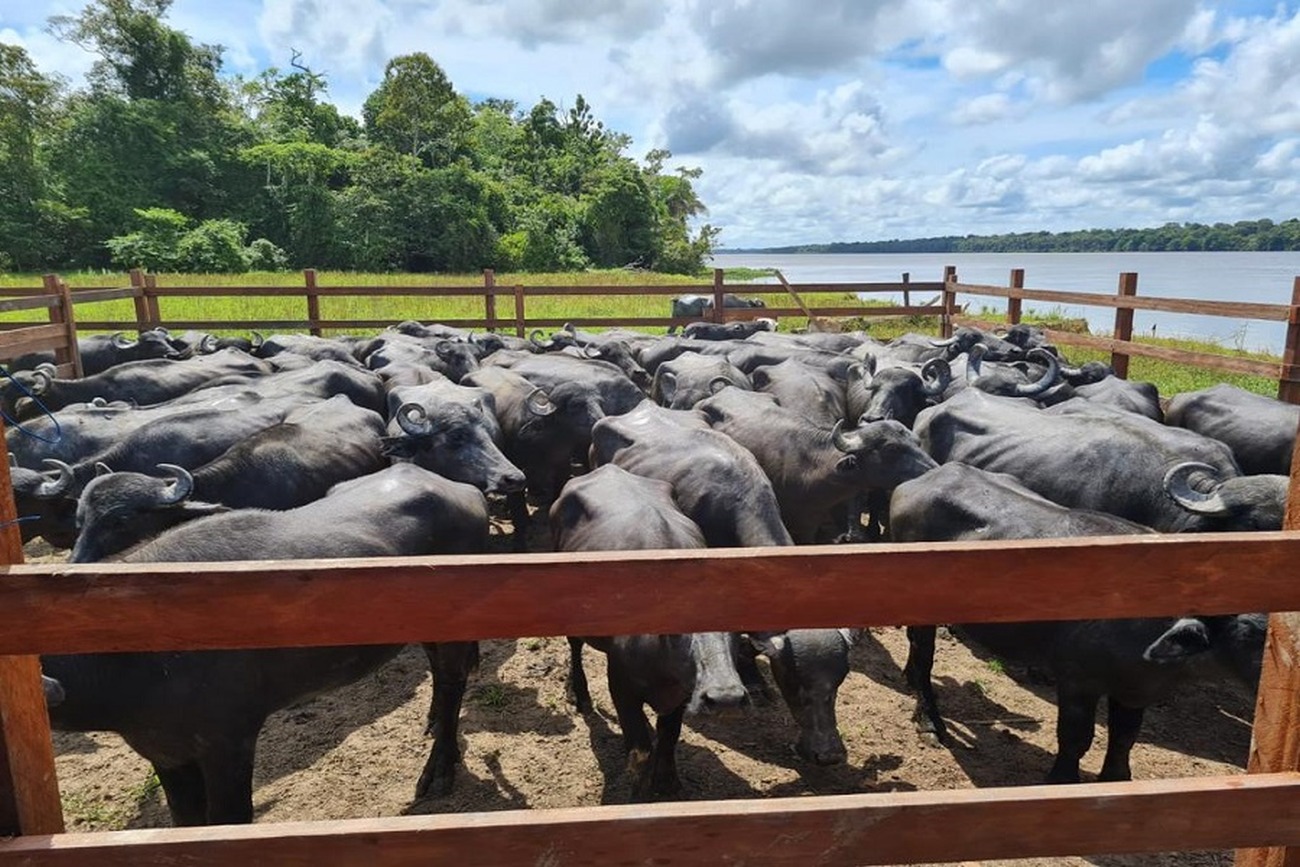 O Amapá possui o segundo maior rebanho de bubalinos do país