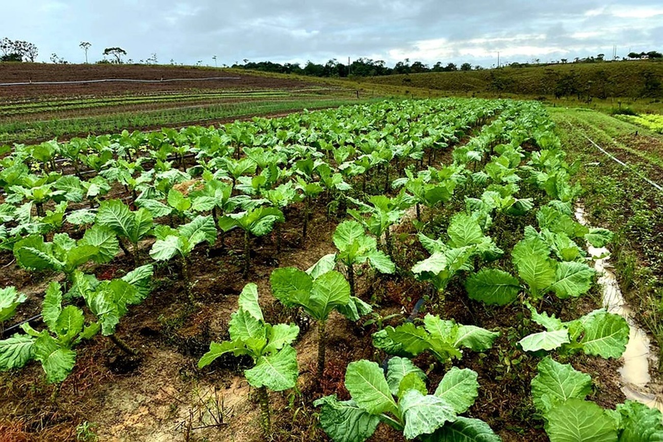 Meta do Governo do Amapá é ampliar a entrega de licenças para a agricultura