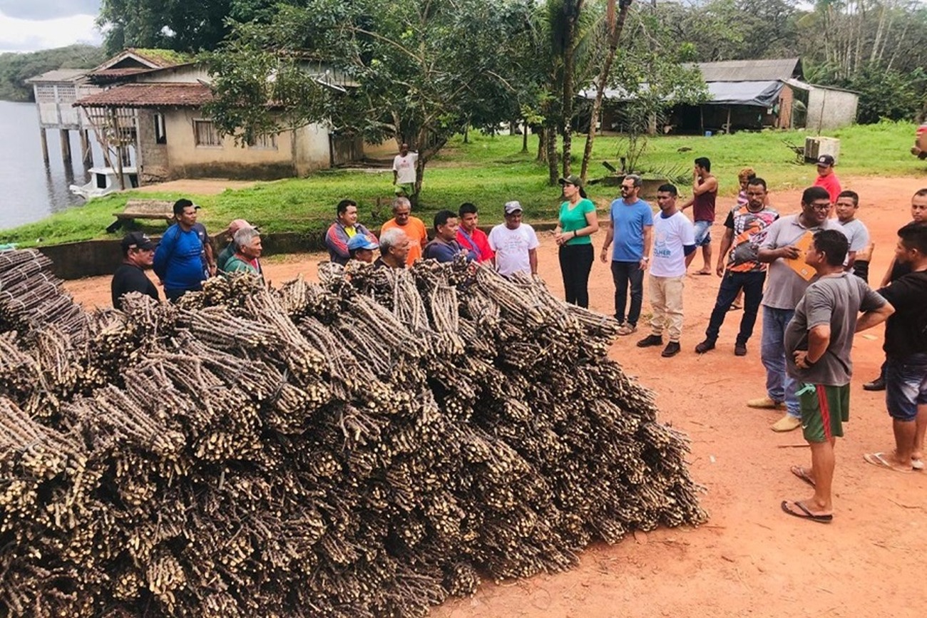 Lideranças indígenas de Oiapoque recebem manivas-semente, na aldeia do Manga