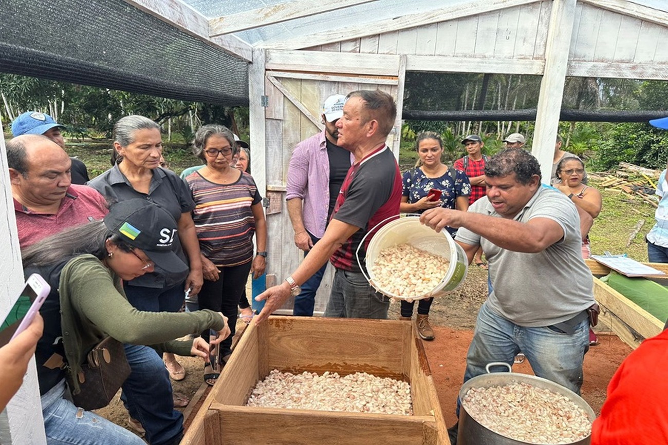Produtores estão realizando atividades de retirada dos frutos