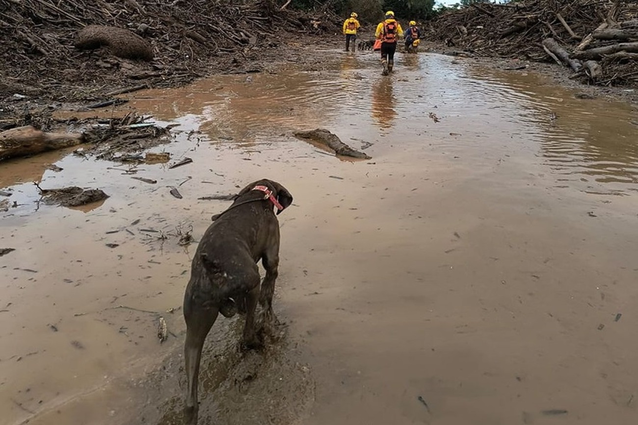 Cão Clark, da raça braco alemão, auxiliando nas buscas no Rio Grande do Sul