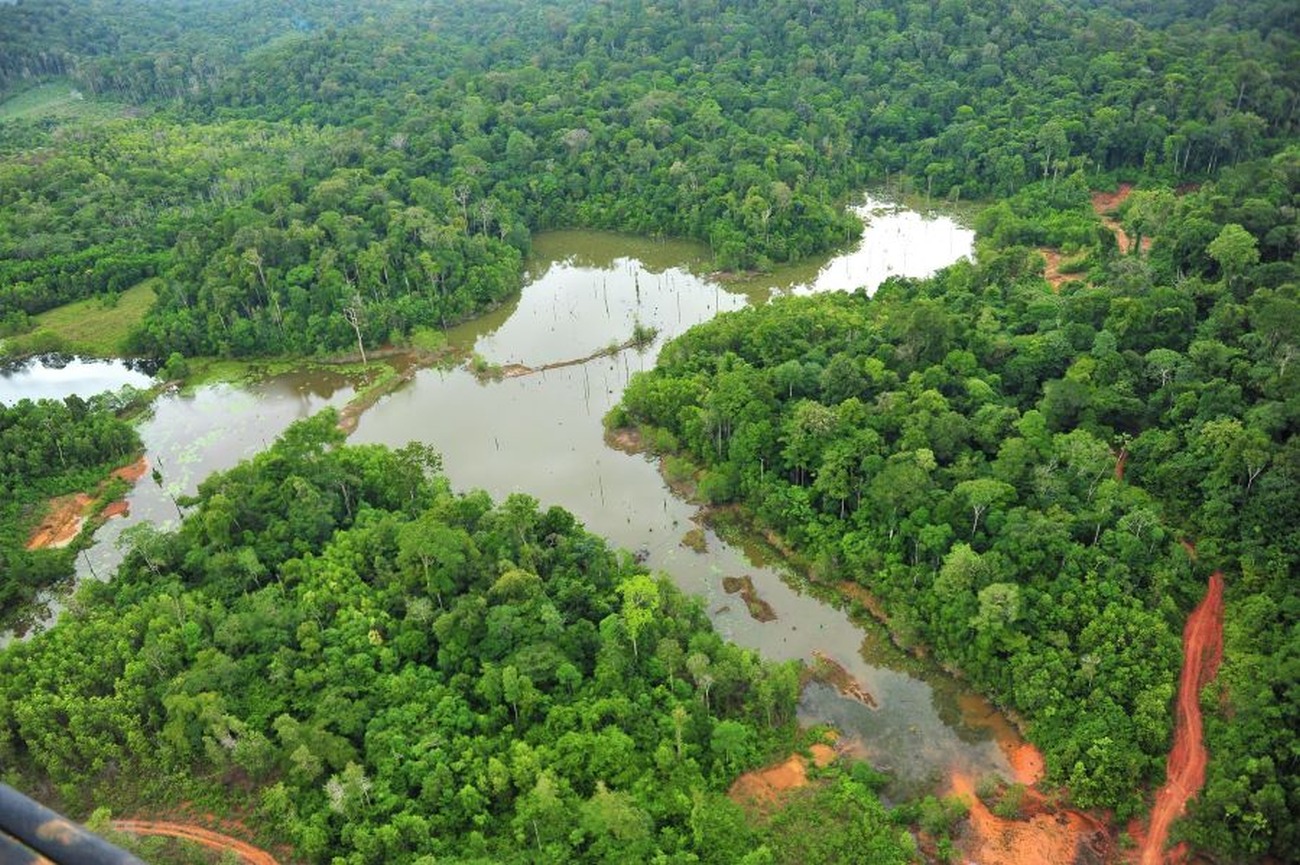 Amapá possui mais de 90% das florestas preservadas