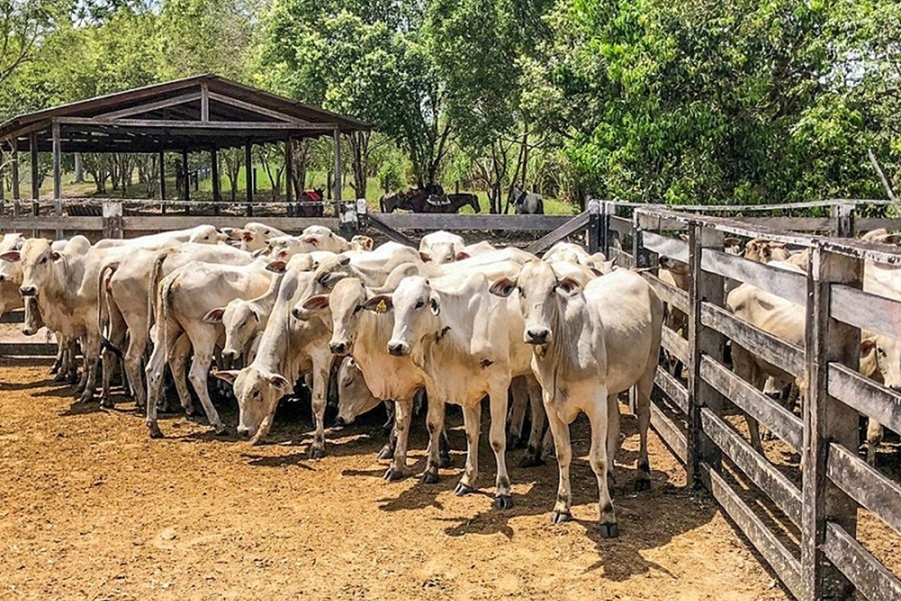 O investimento por produtor será de R$ 260 mil