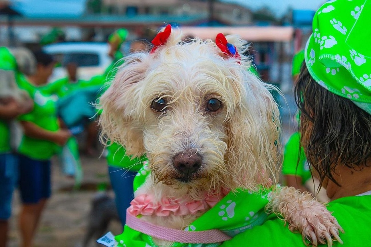 Cãominhada deve reunir cerca de mil pessoas em um ambiente de bem-estar e socialização com os pets