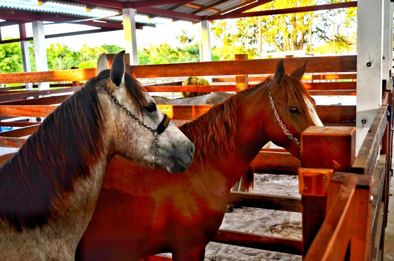 Equinos foi a primeira espécie que já fechou o número de vagas para exposição e comercialização