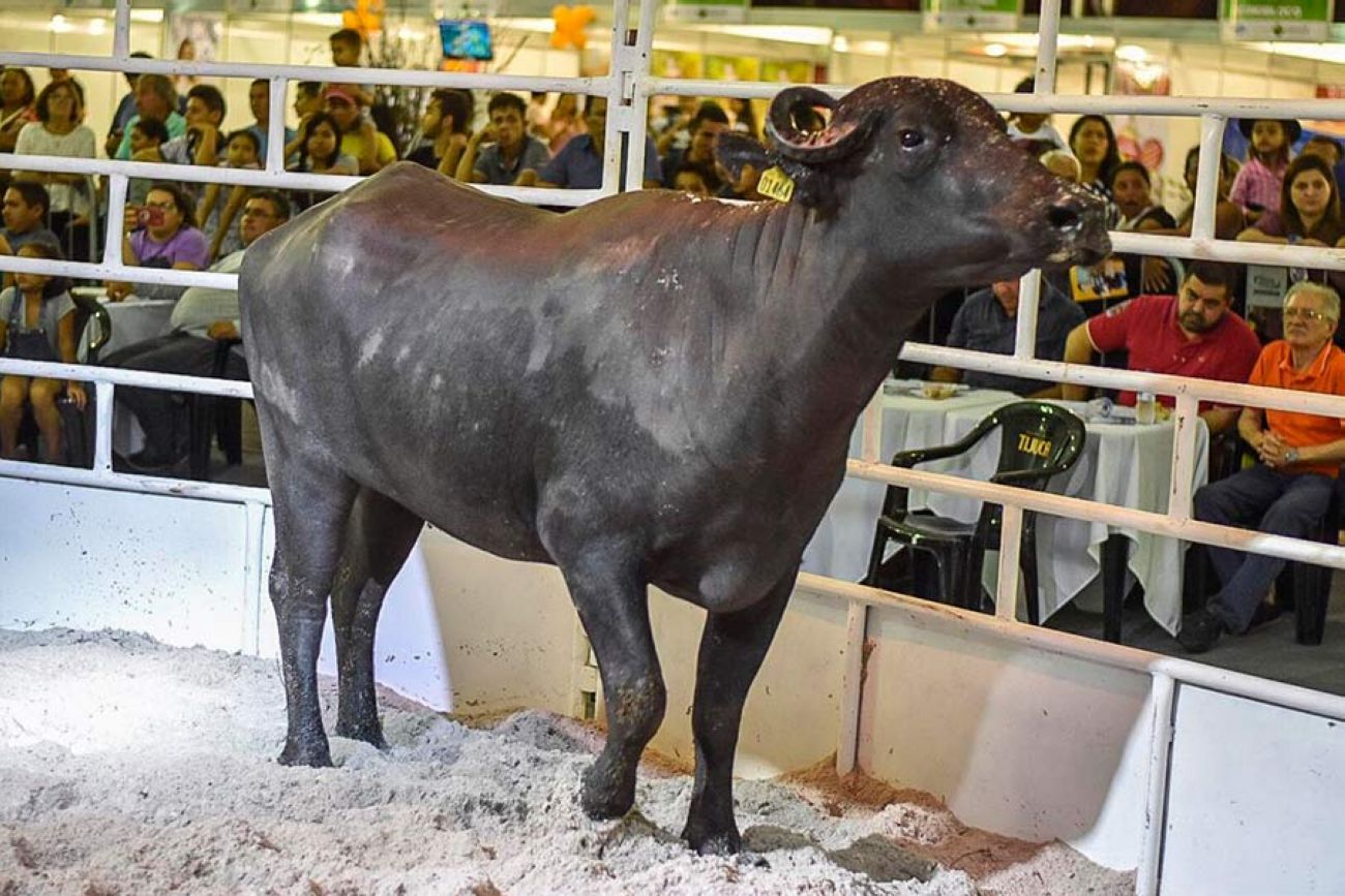 A expectativa do evento agropecuário é receber entre 500 a 600 animais.