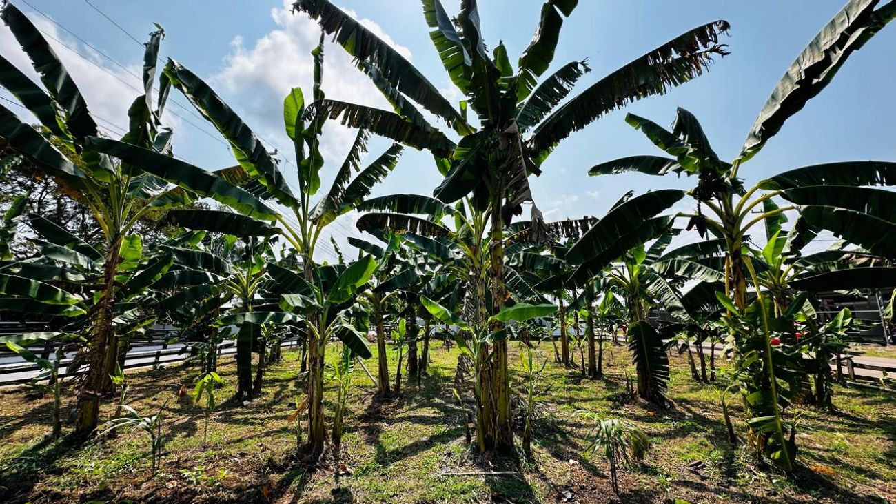 Bananeiras serão usadas como sombreamento para plantio de cacau