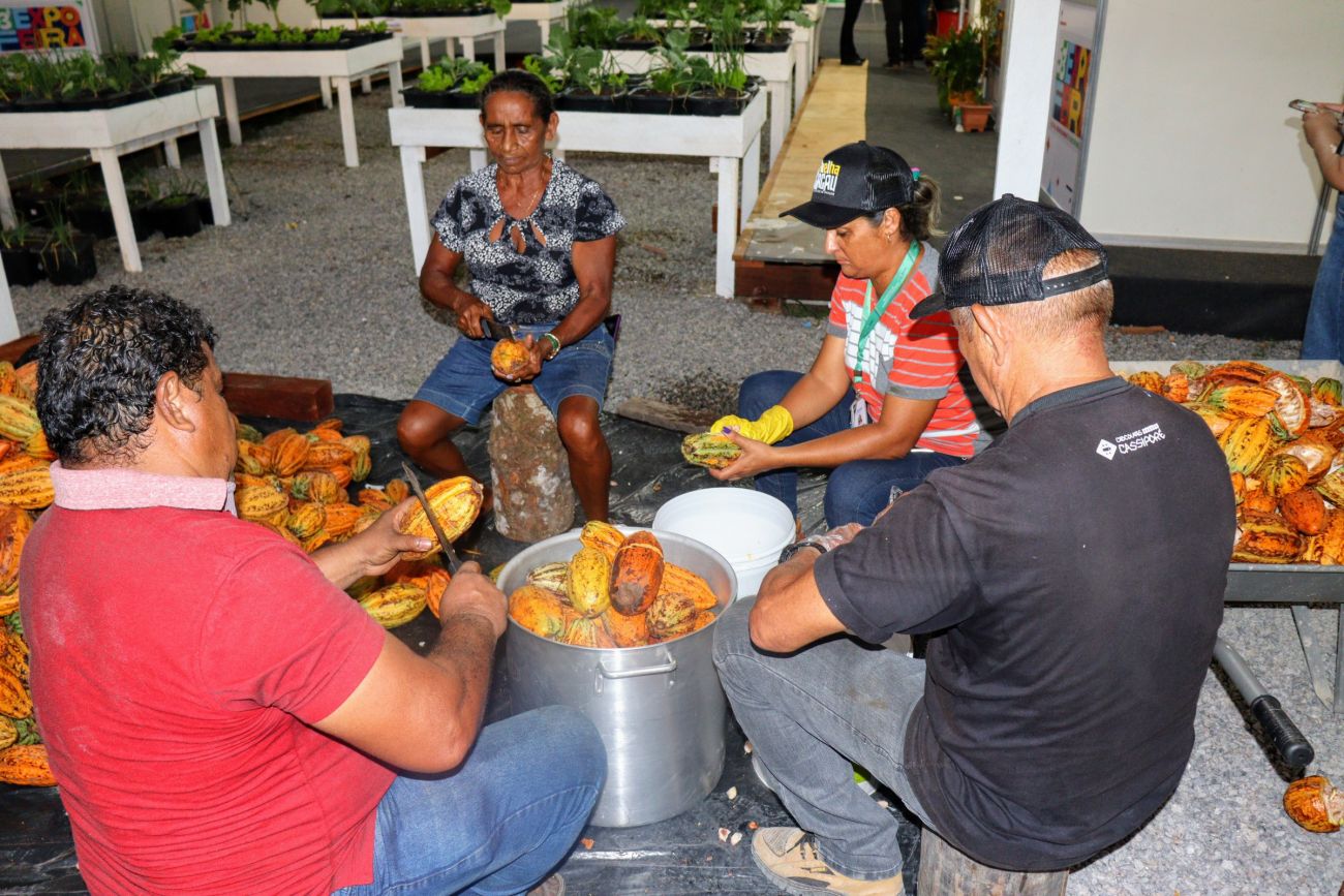 Técnicos e produtores rurais realizando a quebra do cacau para inserir no cocho para fermentação