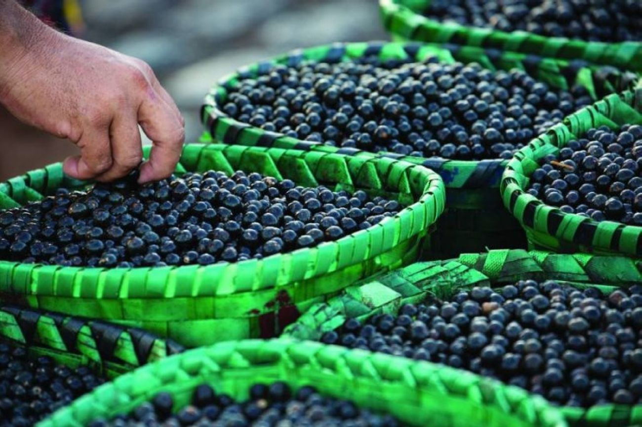 Produção de açaí é um dos destaques da bioeconomia do Amapá