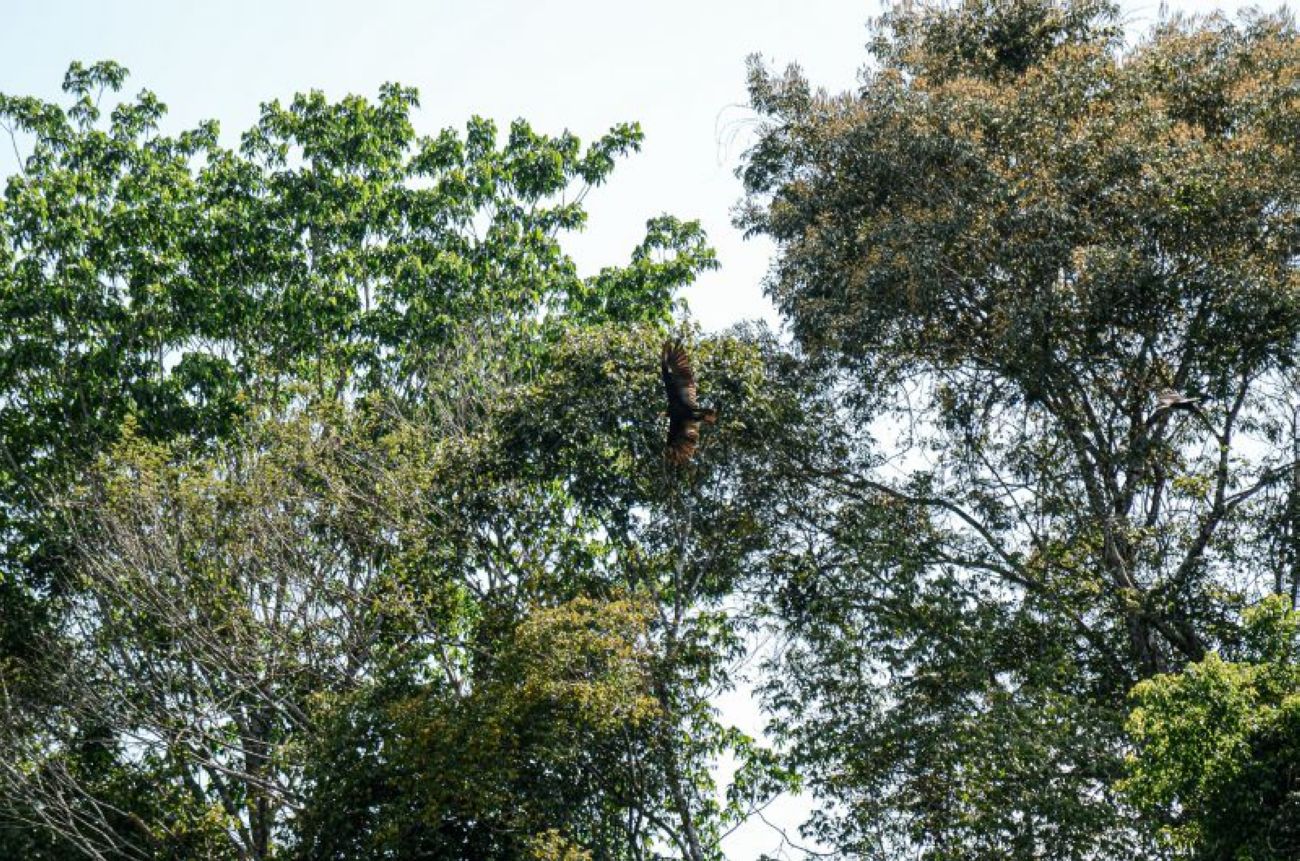 Amapá possui 73,5% de seu território sob proteção ambiental