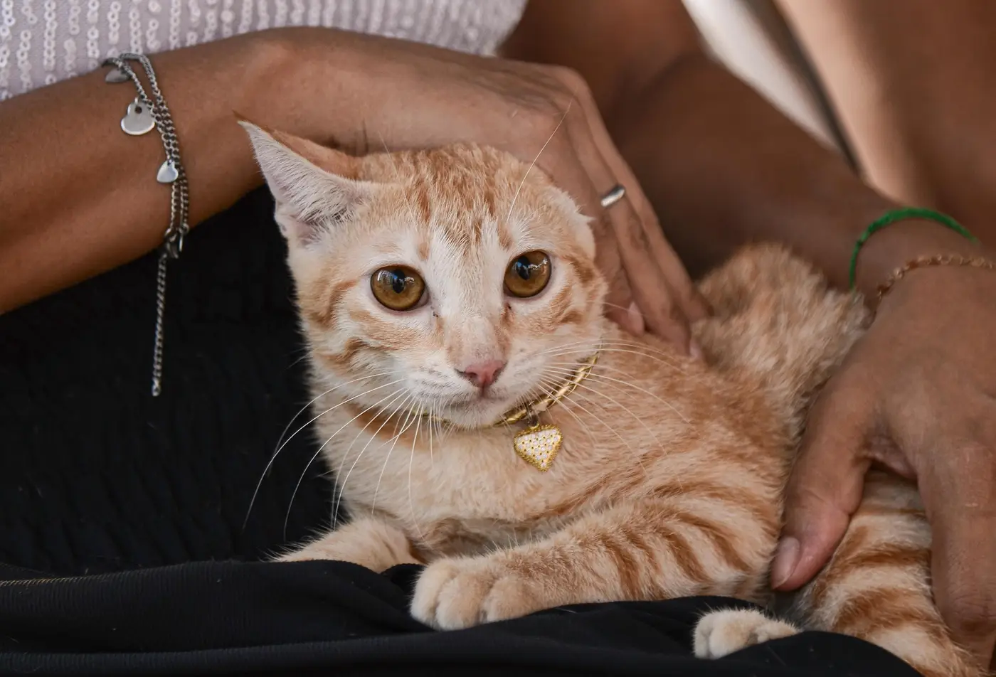 Foram registrados no Censo Animal 190 cachorros e 60 gatos que passarão a morar no novo habitacional com os tutores