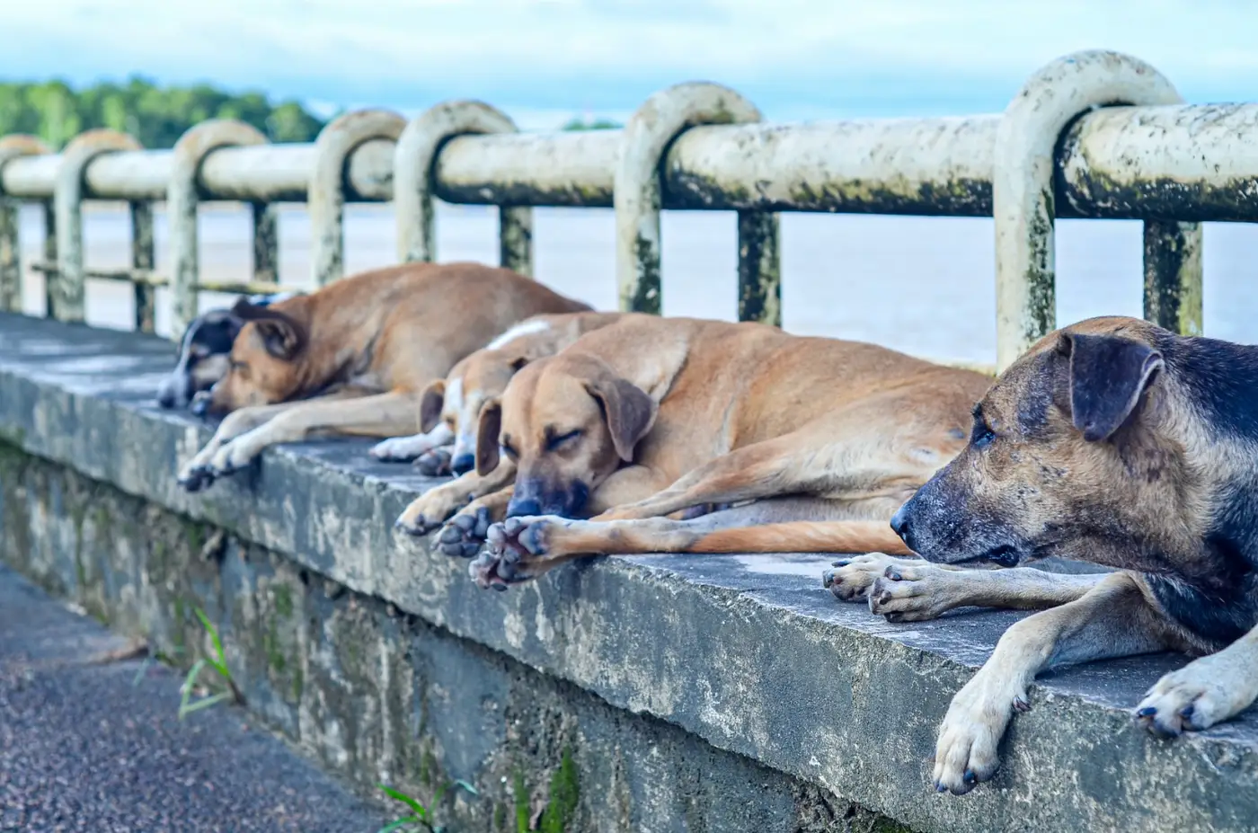 Fevereiro é o mês destinado para conscientizar a população sobre doenças em pets idosos