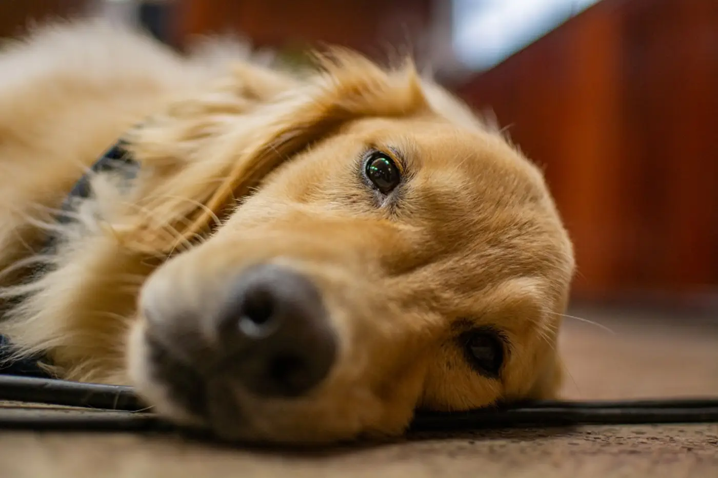 É necessário analisar antes de adotar um animal, pois é para toda a vida