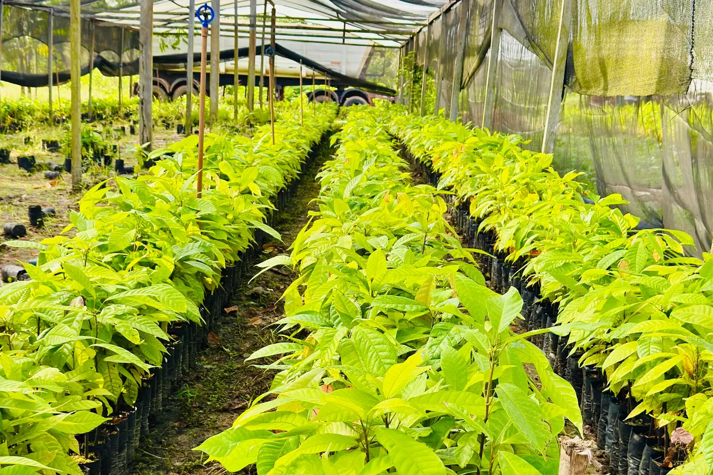 São cerca de 1,3 mil mudas de cacau para montar dois jardins clonais nos municípios de Porto Grande e Oiapoque.