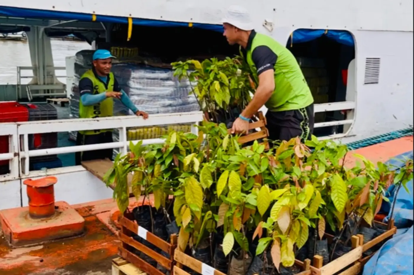 Mudas foram colocadas em navio com destino ao Amapá
