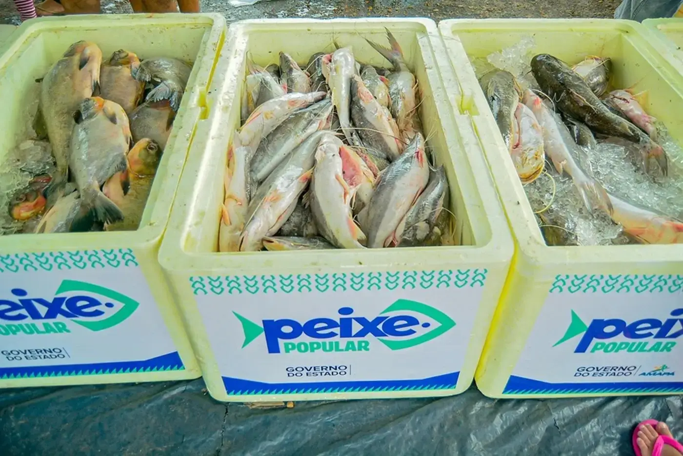 São cerca de 150 toneladas de pescado, com preço mais baixo do mercado que vai para a mesa do consumidor