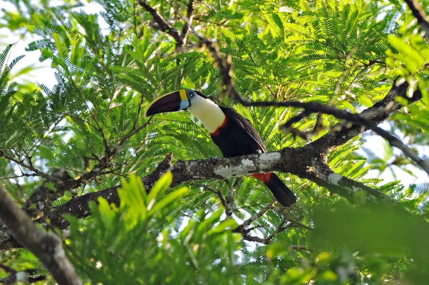 Governo do Amapá lança a campanha ″Junho verde 2025″ nesta segunda-feira, 2