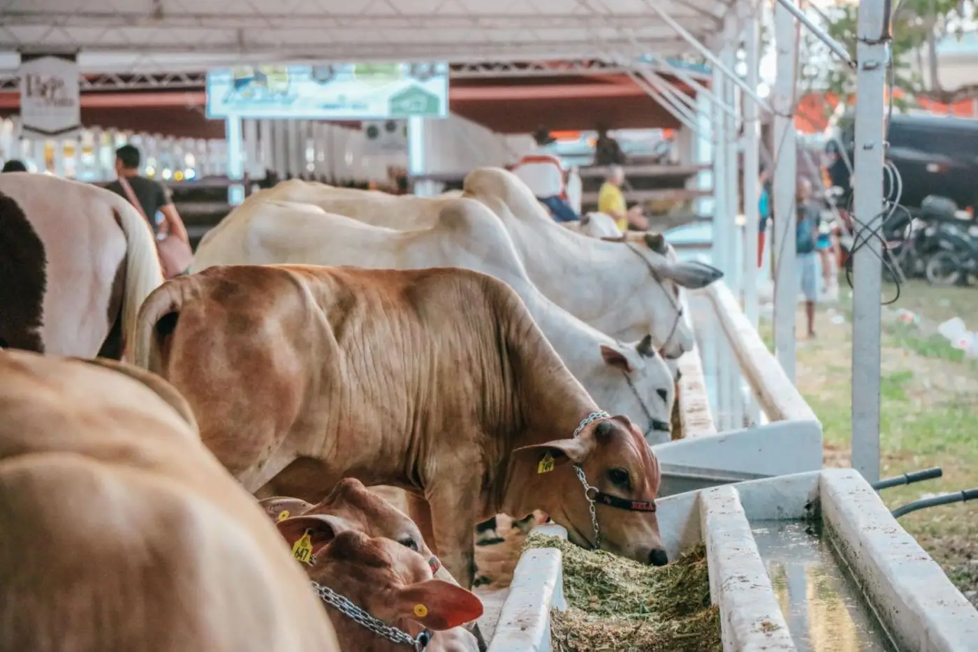 O prazo para os criadores e produtores se inscreverem segue até 28 de agosto