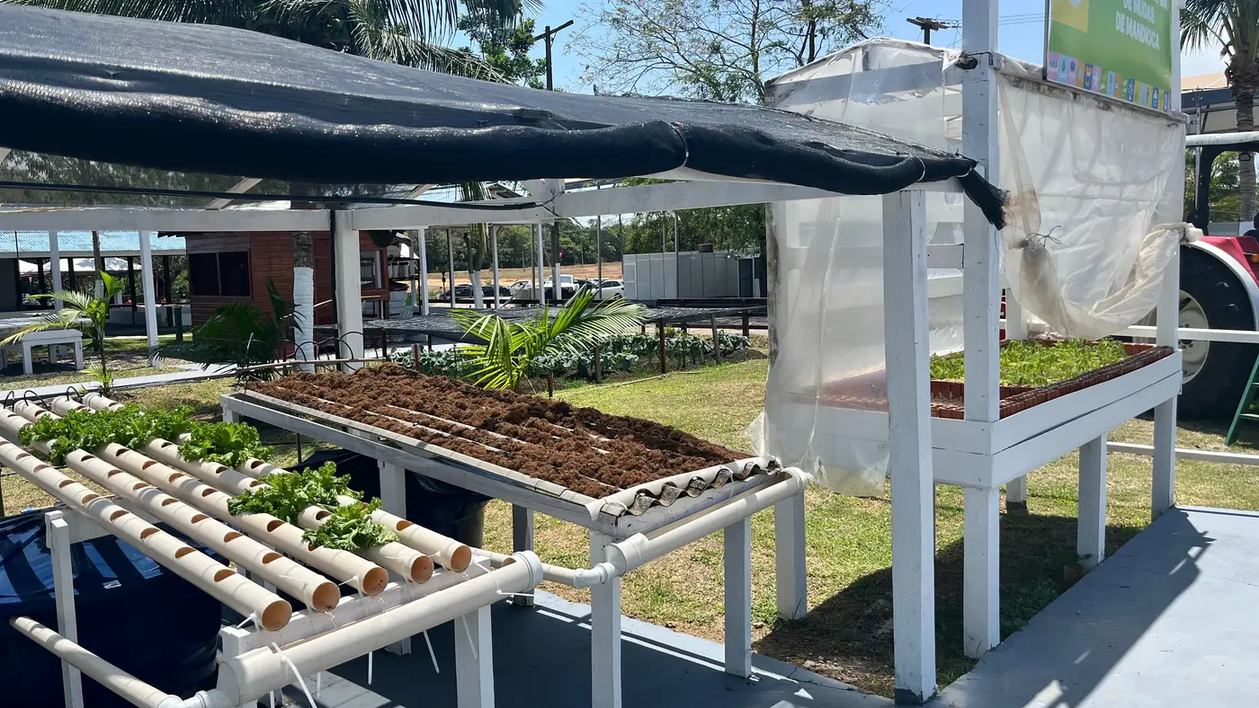 Hidroponia é uma técnica que dispensa o uso do solo e utiliza água enriquecida com nutrientes para o cultivo