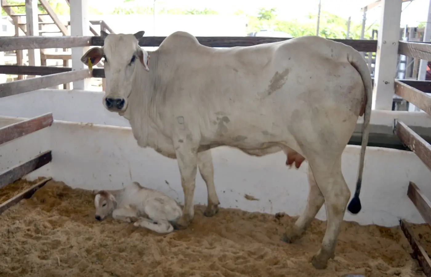 Novilha e bezerra recém-nascida na exposição pecuária da 54ª Expofeira do Amapá