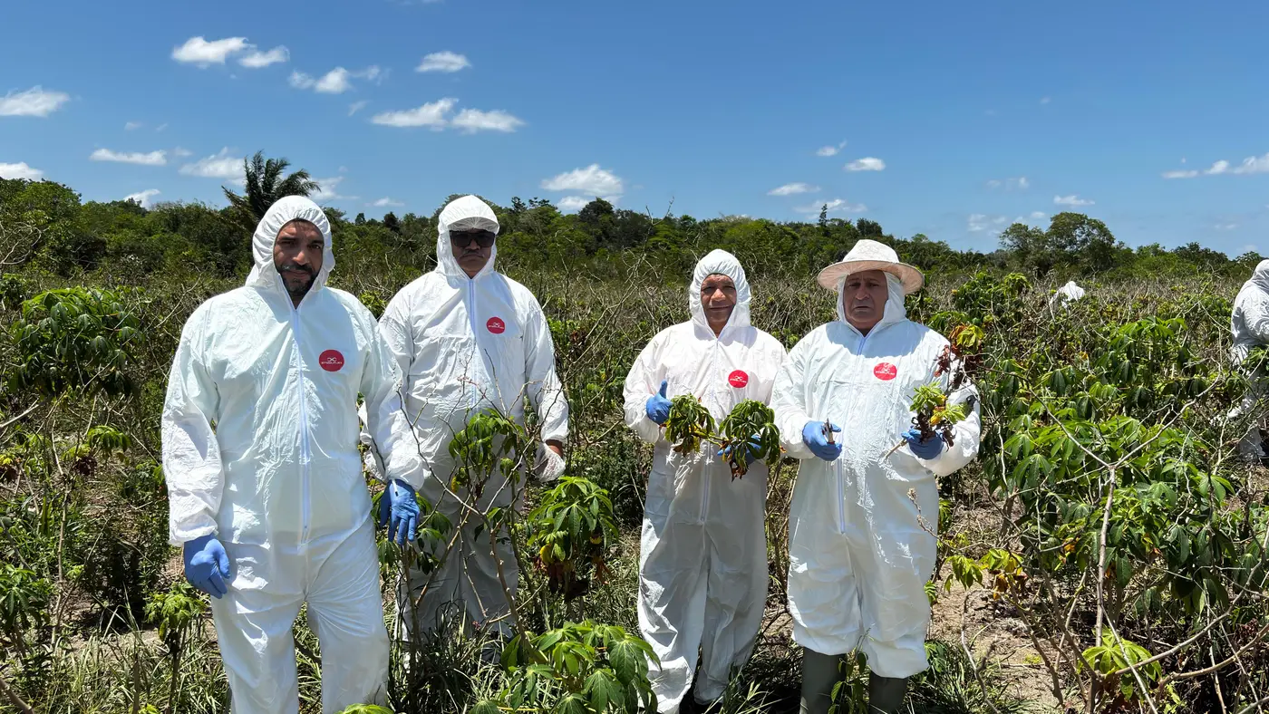 "Dia de Campo" sobre Fertirrigação na Cultura da Mandioca no Cerrado do Amapá, no município de Porto Grande