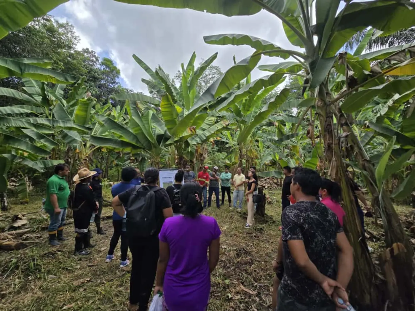 Cultivo de banana é uma alternativa para os agricultores indígenas que enfrentam a praga da vassoura-de-bruxa da mandioca