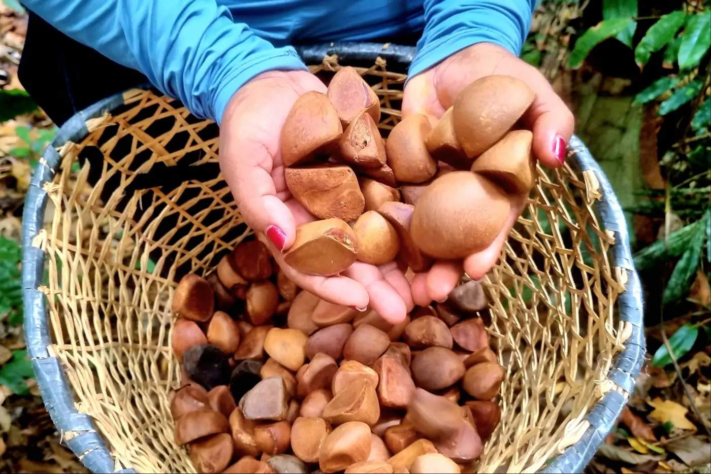 Fruto de andiroba matéria prima usada para fabricação de biocosméticos