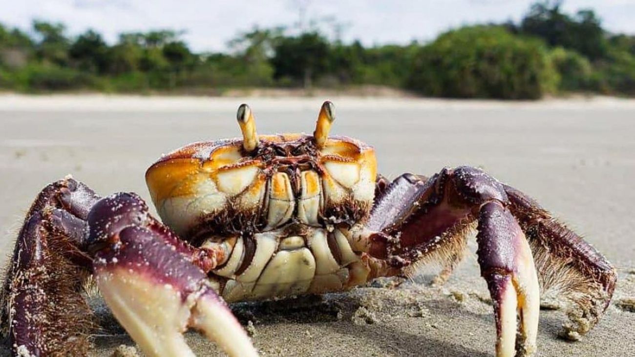 Período do defeso do caranguejo-uçá é de 13 a 18 de janeiro
