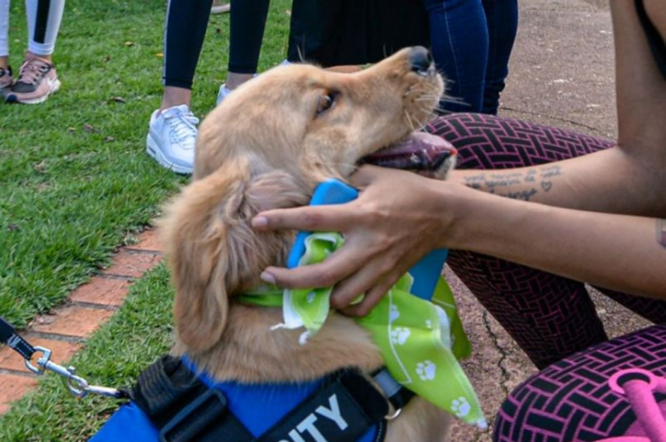 Iniciativas do Governo do Estado promoveram aumento da proteção e cuidados aos animais domésticos em 2024