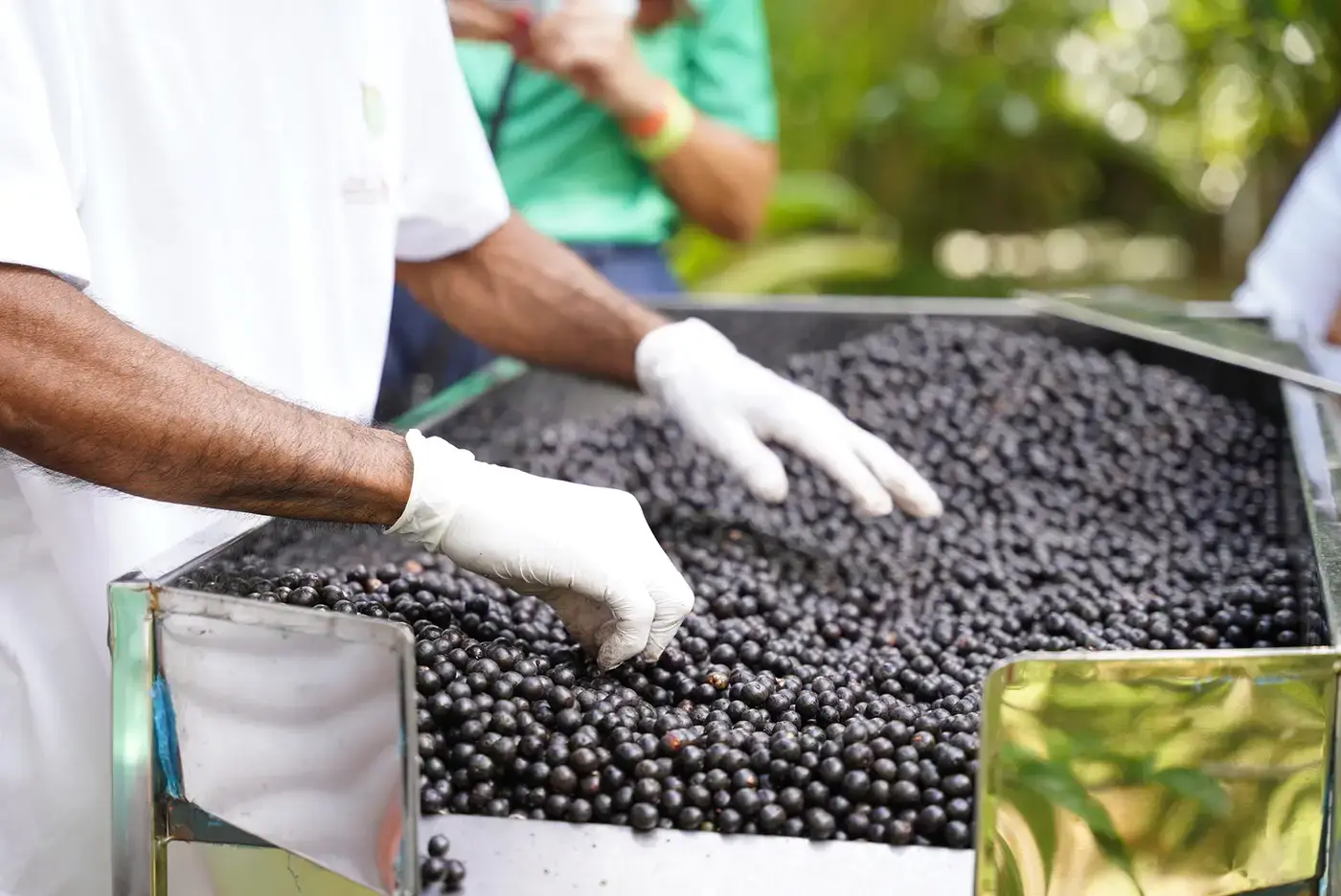 São 48 batedores de açaí de Macapá que participam do ciclo de palestras