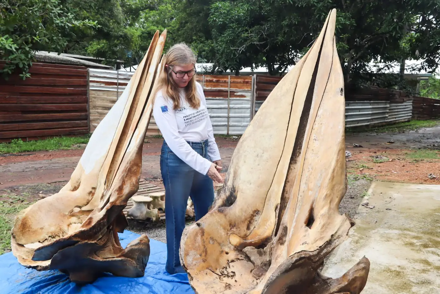 A gerente de projetos de mamíferos do Iepa, Cláudia Regina da Silva, mostra o crânio de um cachalote encontrado na região do Bailique