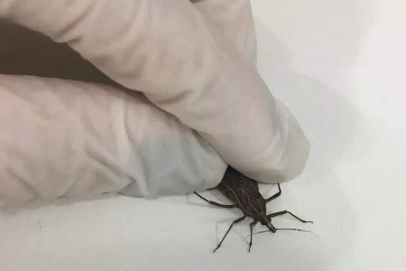 A doença de Chagas é causada pelo Trypanosoma cruzi, cujo principal vetor é o inseto conhecido como “barbeiro”
