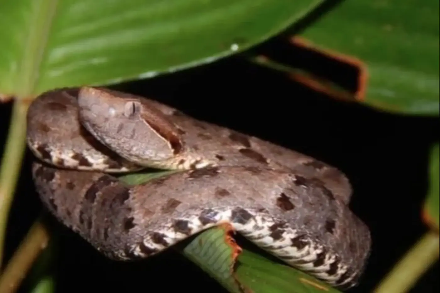 Cobra da espécie comboia, conhecida como jararaca-do-norte