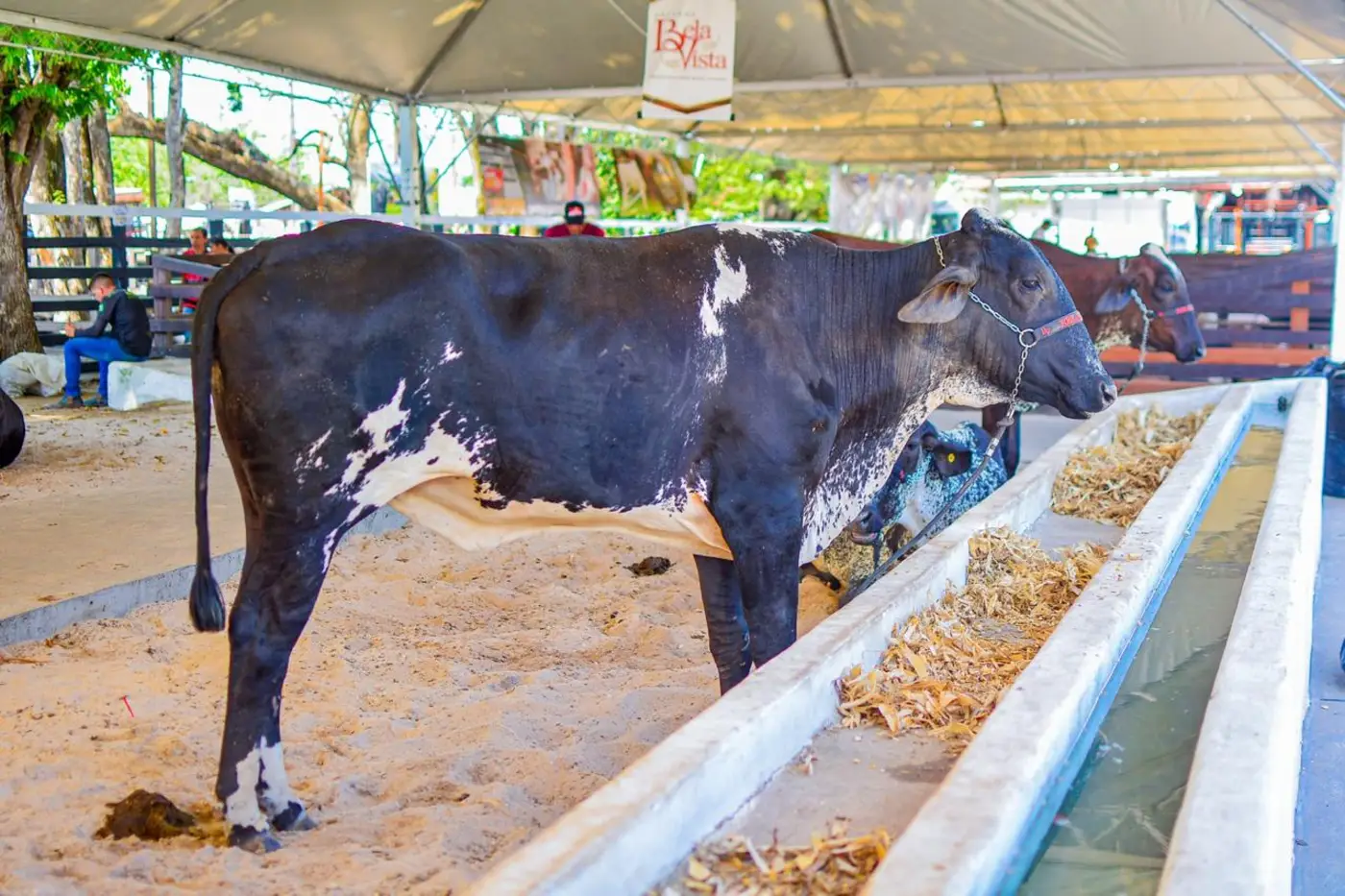 Inscrições para exposição de animais na Expofeira 2026 entra na reta final com 40% das vagas preenchidas.