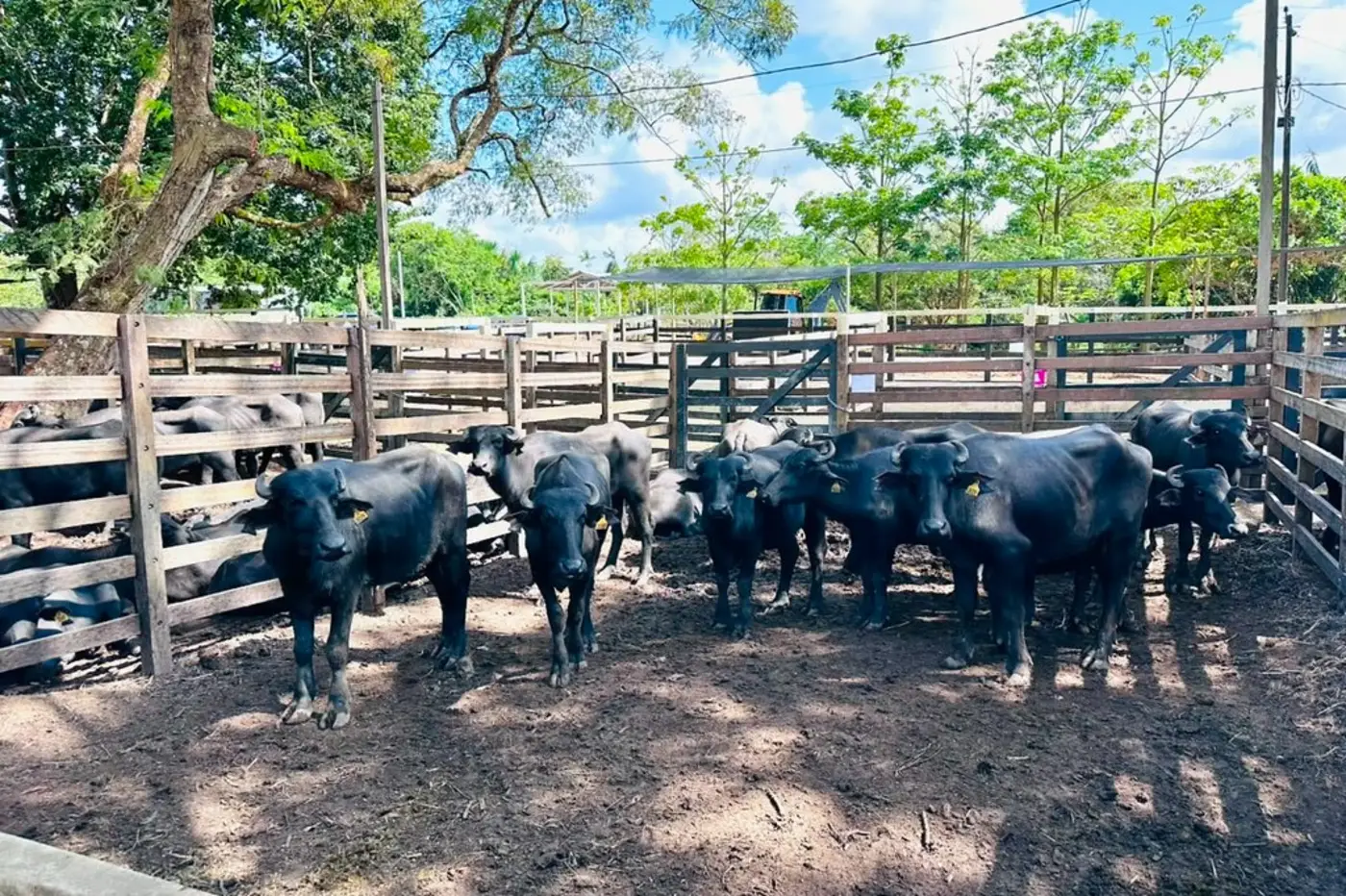 Fortalecer o Amapá é proteger o rebanho: cadastro atualizado e rastreabilidade animal garantem o status de zona livre de febre aftosa sem vacinação.